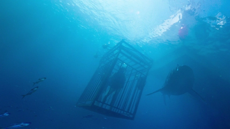 47 Meters Down